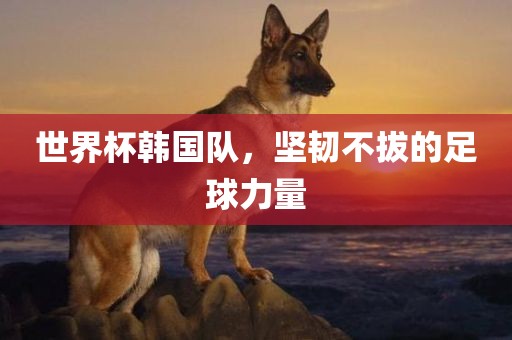 世界杯韩国队，坚韧不拔的足球力量