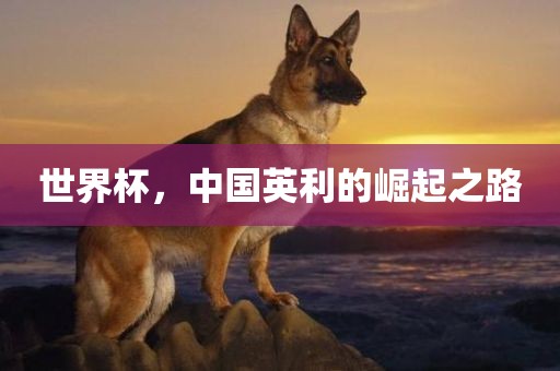 世界杯，中国英利的崛起之路洪湖市顺升工程机械租赁有限公司